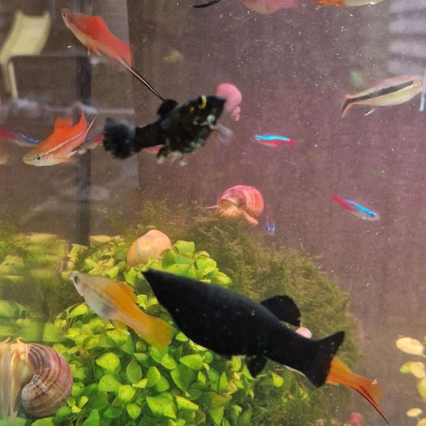Black molly, Dieren en Toebehoren, Vis