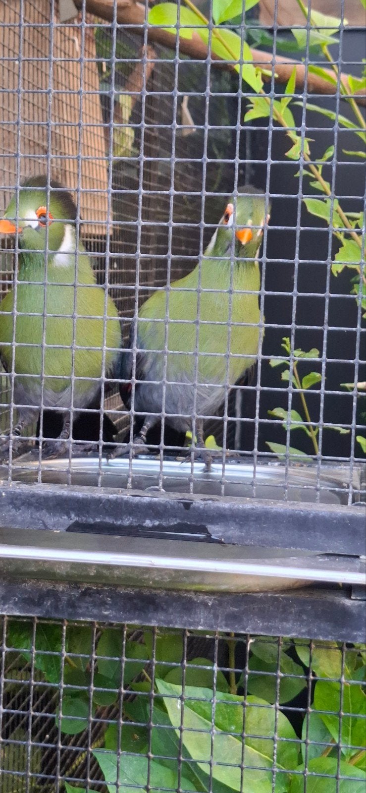 Koppel Witwang Toerako's, Meerdere dieren
