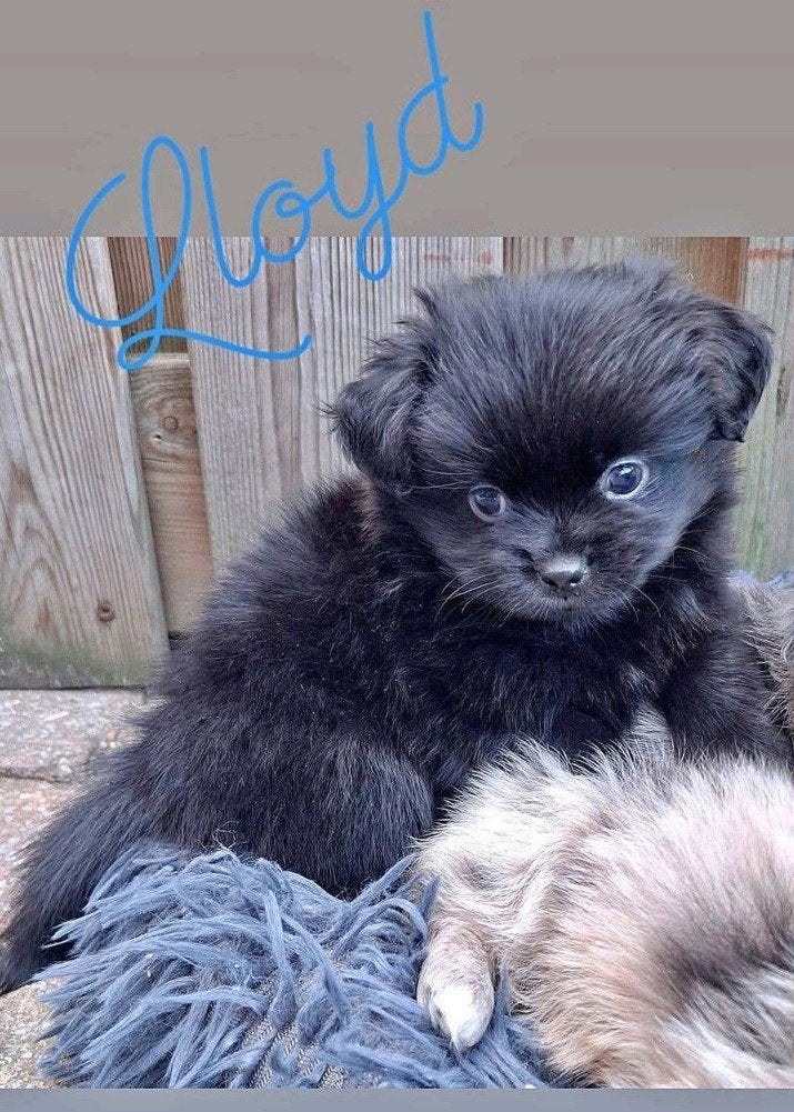 prachtige unieke Shiranian (F1) pups (Shih Tzu x Pomeriaan), Dieren en Toebehoren, Overige rassen, 8 tot 15 weken, Meerdere, Meerdere dieren