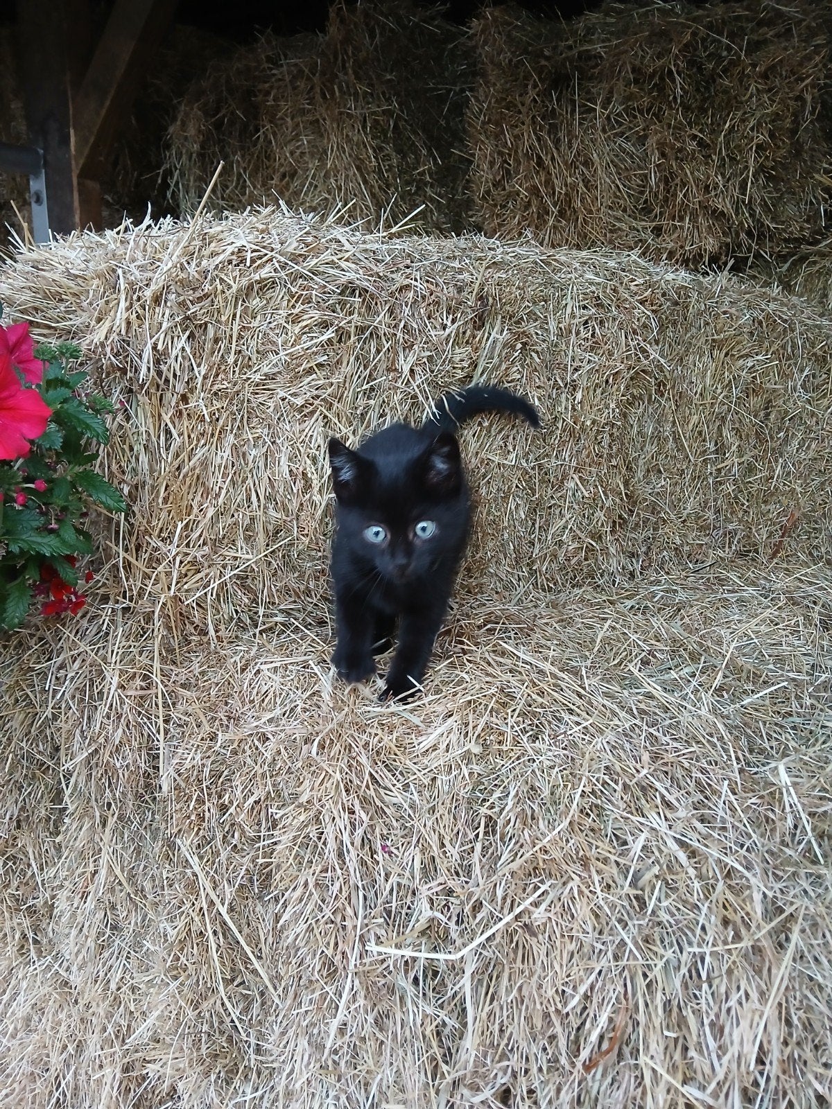 Lieve boerderij kittens