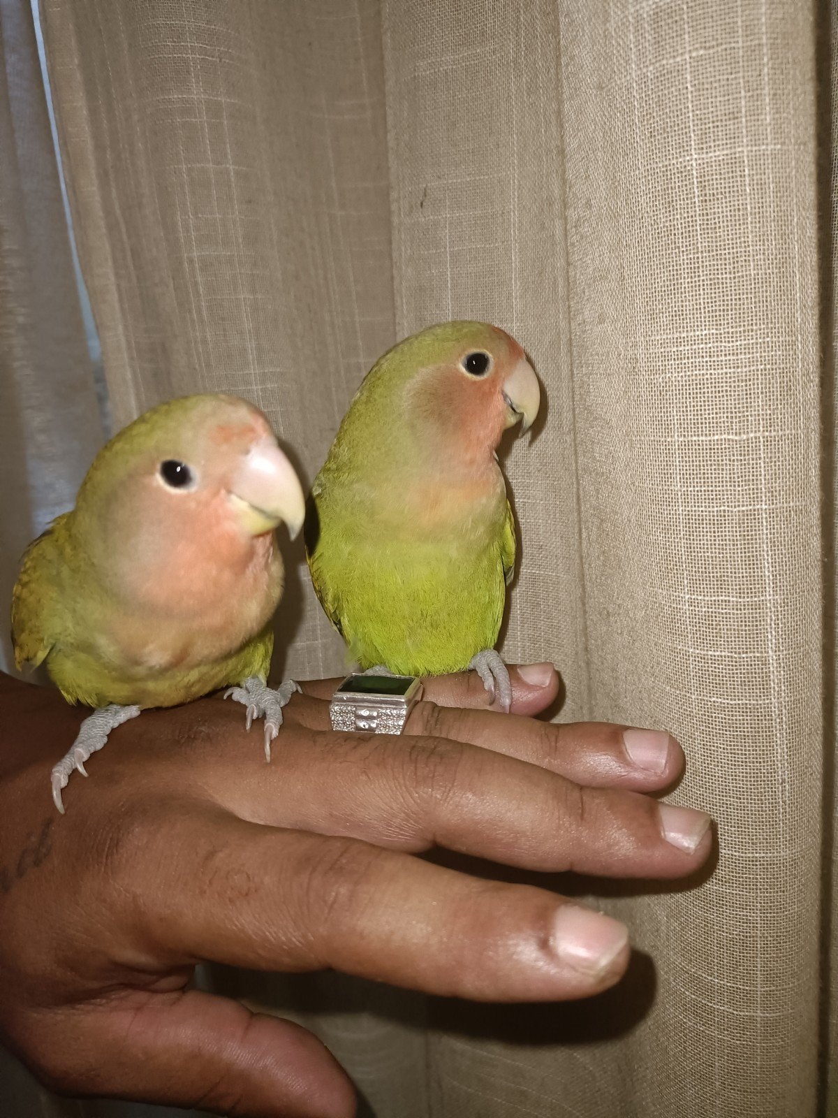 Jonge handtamme agapornissen 12 weken oud, Geslacht onbekend, Dwergpapegaai of Agapornis