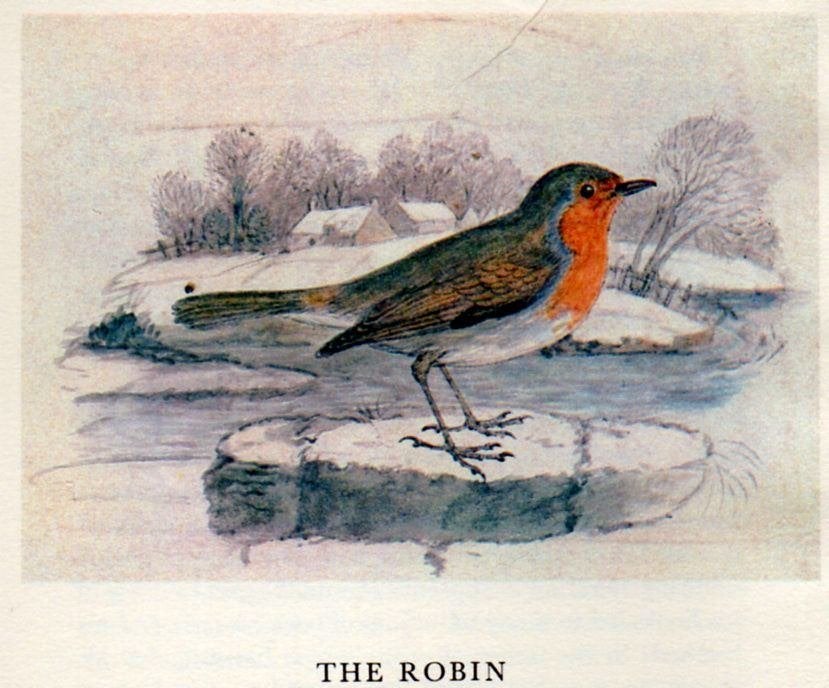 Thomas Bewick’s Birds (1981 1st.ed.), Ophalen of Verzenden, Nieuw