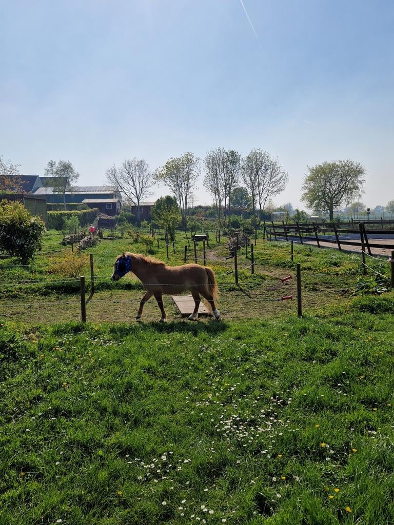 plekje vrij voor minipaard, Dieren en Toebehoren, Stalling en Weidegang
