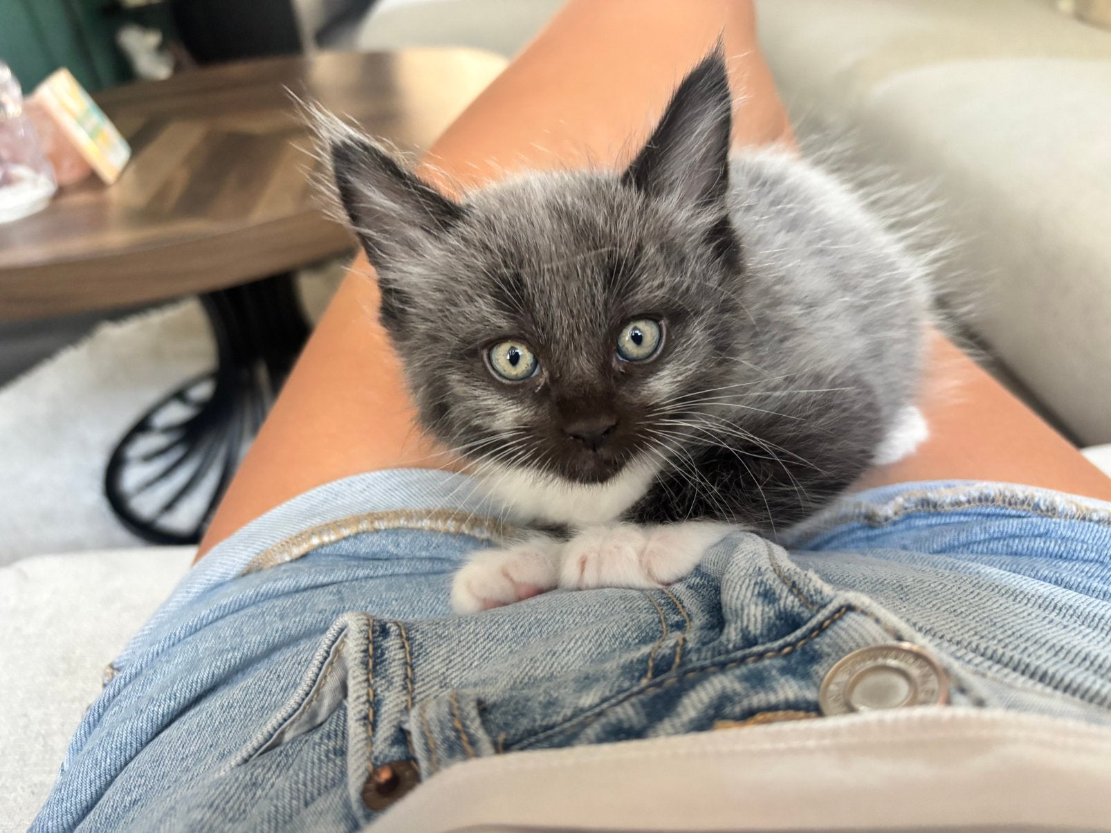 Maine Coon kittens (nog 4) Papa XXL, Meerdere dieren, Ingeënt