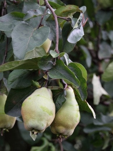 FRUIT Cydonia oblonga Kweepeer voedselbos eetbare tuin, Volle zon, Vaste plant, Ophalen of Verzenden, Fruitplanten