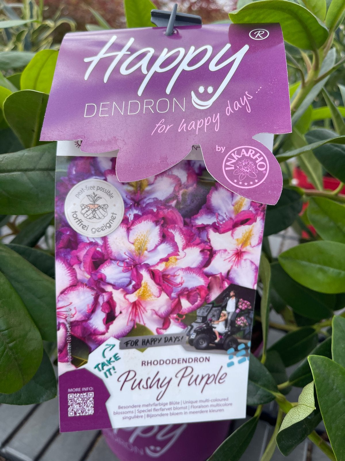 Rhododendron 'Pushy Purple' - Levendige paarse bloemen, Vaste plant, Halfschaduw, Lente, Ophalen