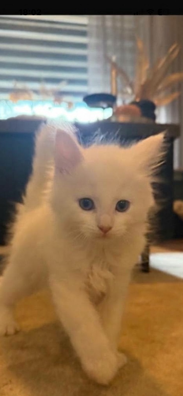 Maine coon kittens, Meerdere dieren, Ontwormd