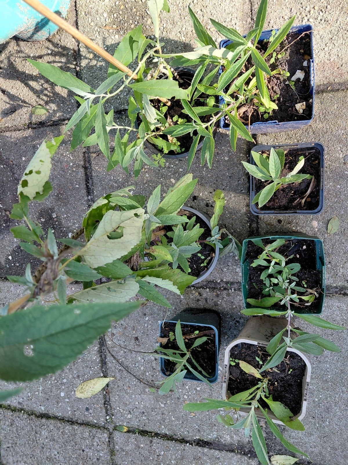 Vlinderstruik (Buddleja davidii) stekjes, Volle zon, Vaste plant, Zomer, Ophalen