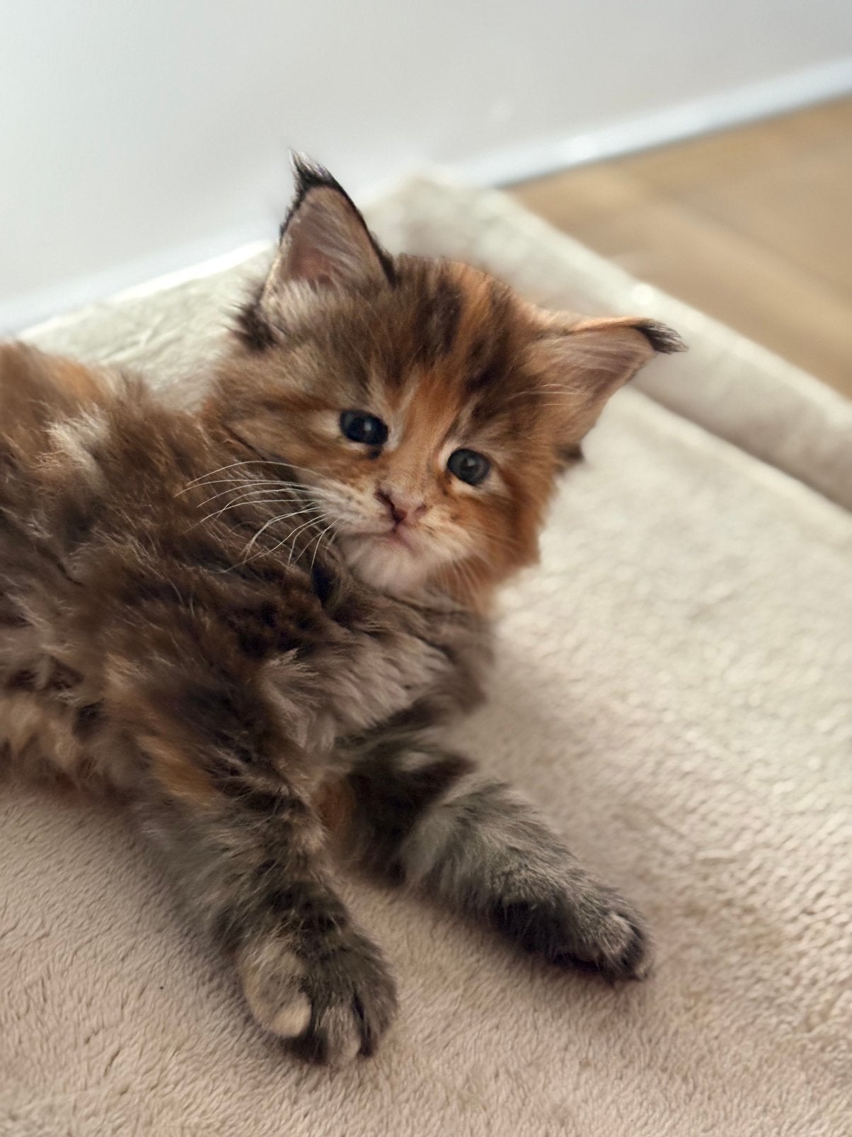 Russische Maine Coon kittens, Meerdere dieren, Ontwormd