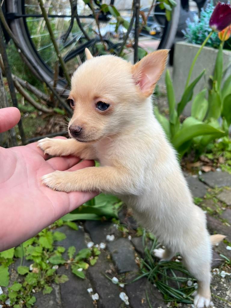 Pomchi pup 3 teefje 💕🐾 puppy pomeriaan x chihuahua, 8 tot 15 weken, Teef, Parvo, Eén hond
