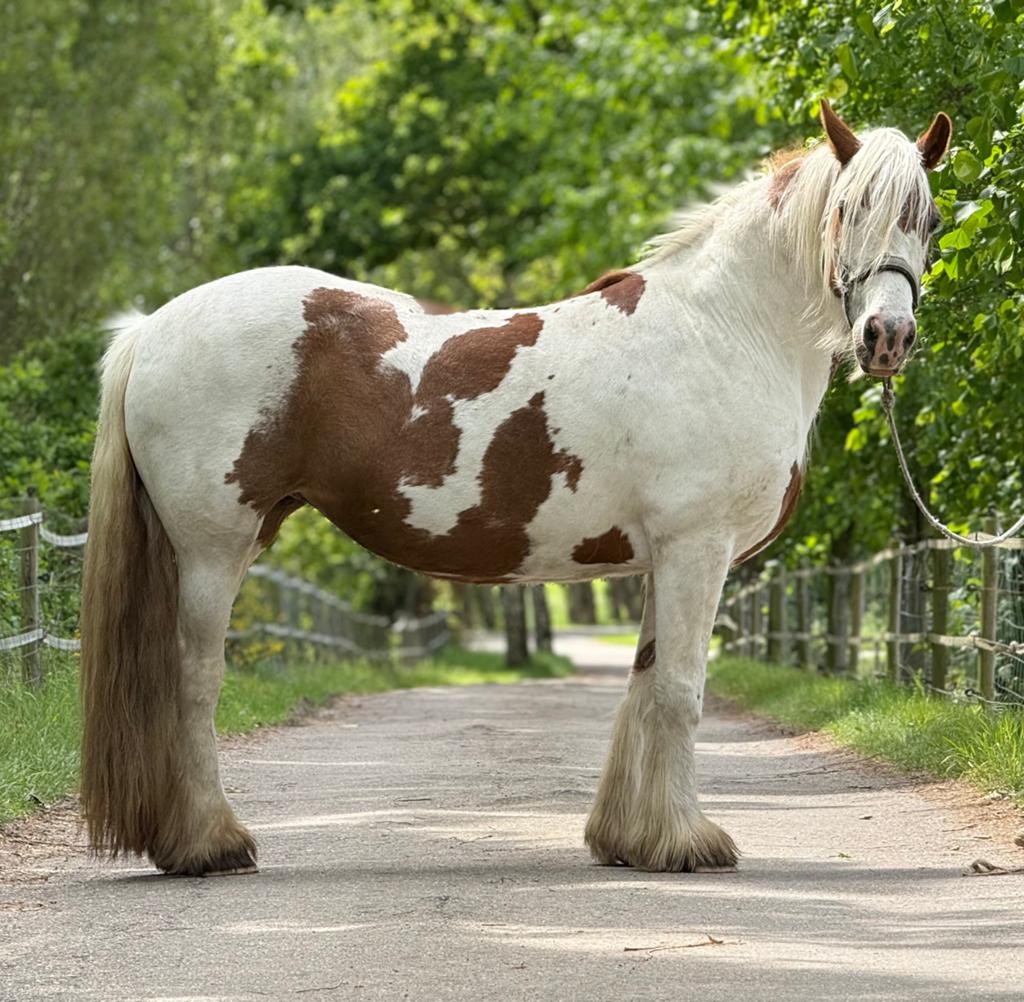 Prachtige tinker merrie zoekt nieuw thuis, B, 11 jaar of ouder, Recreatiepony, Merrie