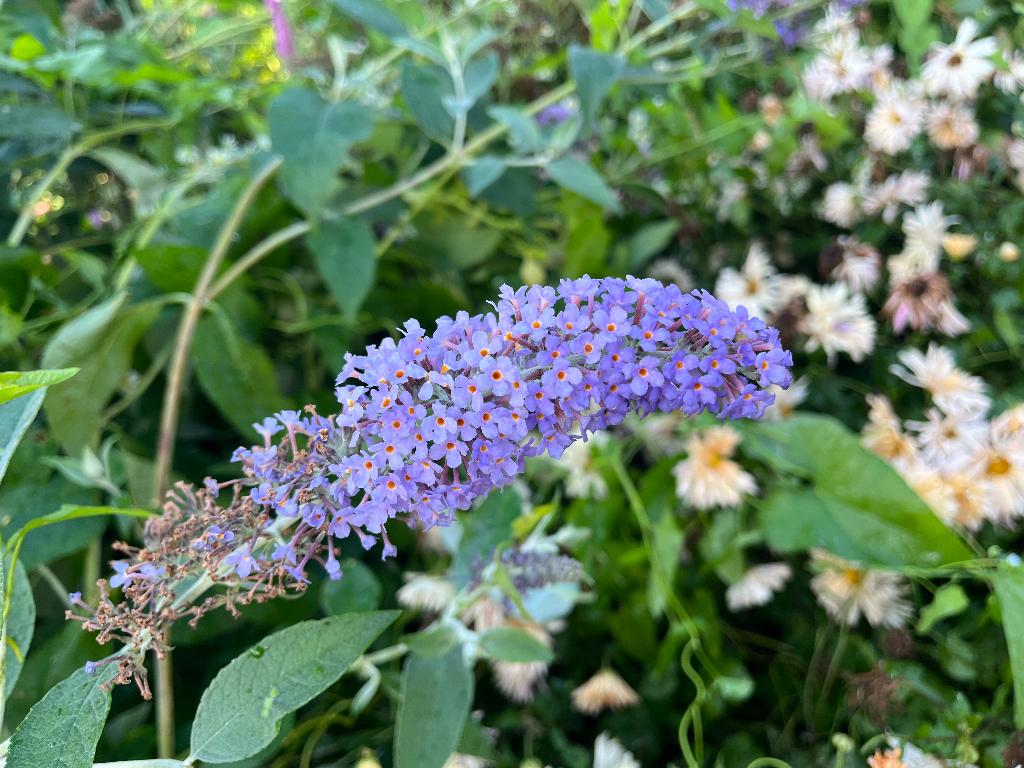 buddleja - vlinderstruiken verschillende soorten, Ophalen, Vlinderstruik, Struik, Minder dan 100 cm