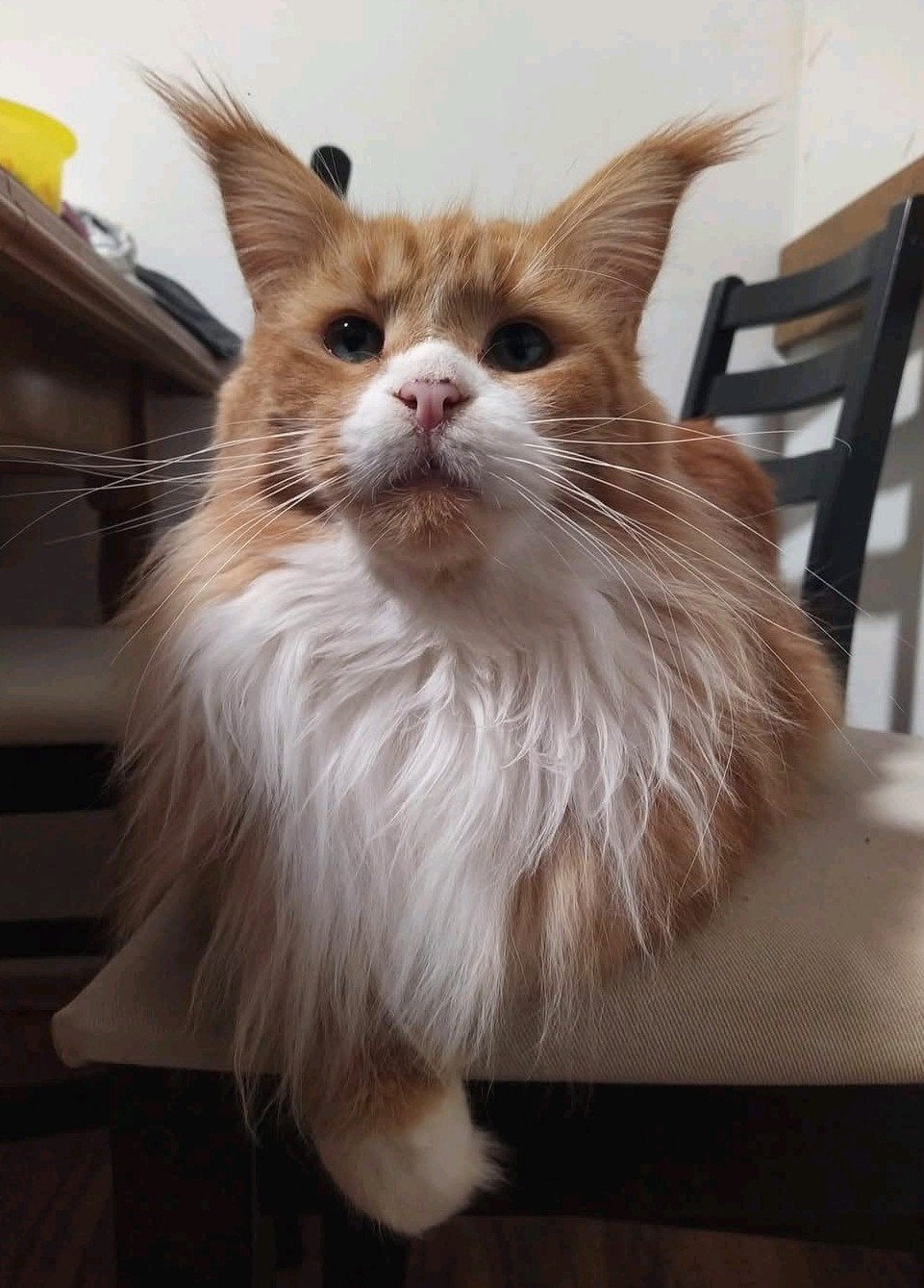maine coon poes met stamboom, kampioen op show, Dieren en Toebehoren, Poes, Met stamboom, 0 tot 2 jaar