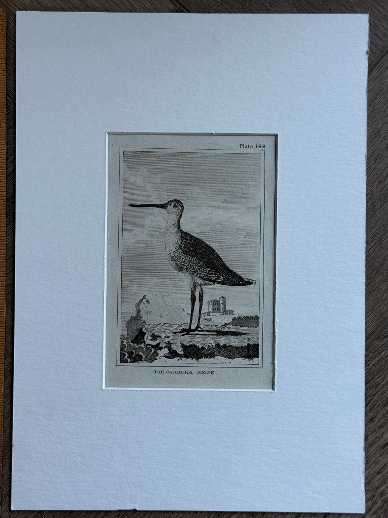 1812 - Zwarte ruiter / The Jadreka snipe - p0827-05, Ophalen of Verzenden, Ets, 1700 - 1799