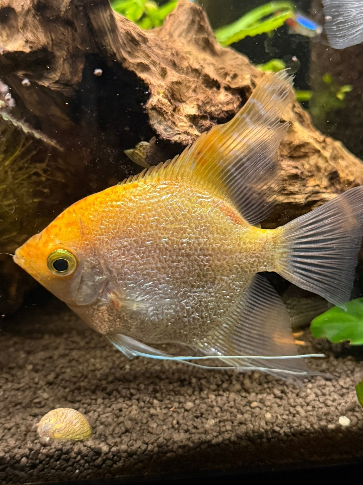 3 mooie maanvissen te koop – goud + 2 lichte/witte, Dieren en Toebehoren, Vis, Zoetwatervis