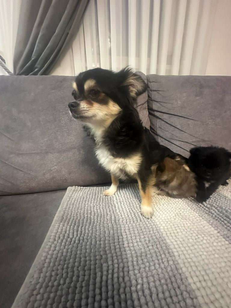 Chihuahua pups nog een reutje beschikbaar, Dieren en Toebehoren, 8 tot 15 weken, Meerdere, Meerdere dieren, Chihuahua