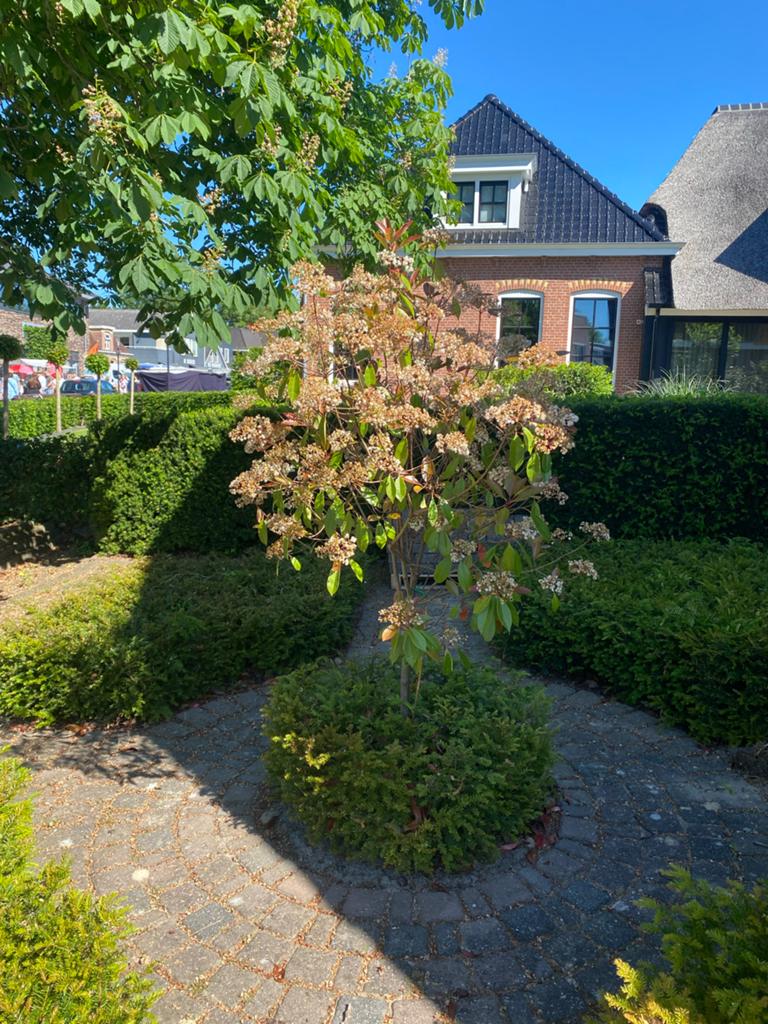 Gratis af te halen heggen, boompje en struiken, Ophalen, Taxus, Minder dan 100 cm