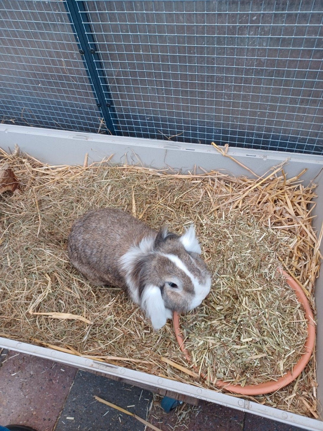 Gezocht voor mijn lieve Bella een gecastreerde ram, Dieren en Toebehoren