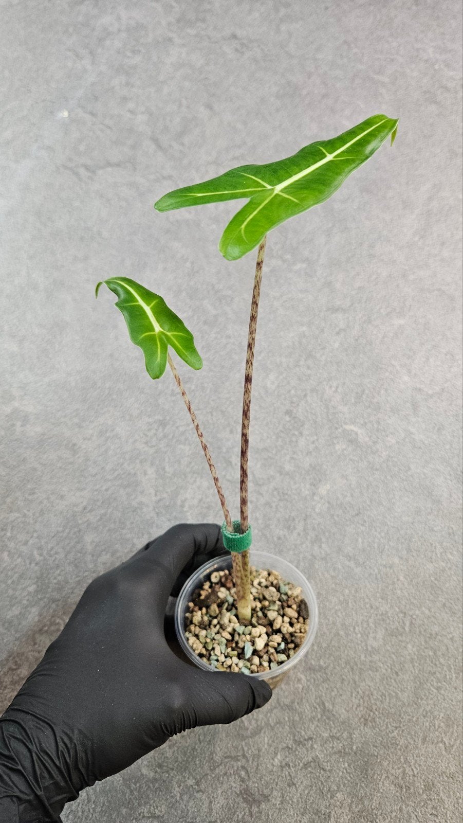 Alocasia 'Sarian', Ophalen of Verzenden, Halfschaduw, Minder dan 100 cm