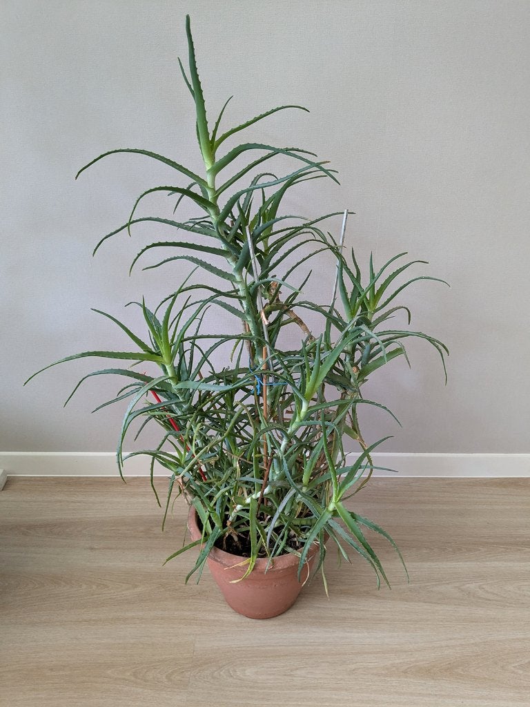 Aloe arborescens, Huis en Inrichting, Kamerplanten, Ophalen, 100 tot 150 cm, Overige soorten, Halfschaduw