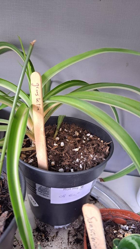 Graslelie, Huis en Inrichting, Kamerplanten, Ophalen, Halfschaduw, Minder dan 100 cm
