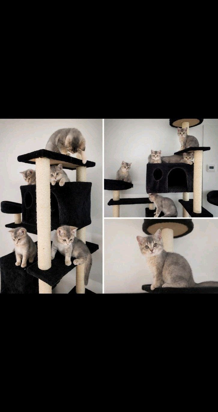 Britse korthaar kittens, Blue Golden Shaded,€975, Meerdere dieren, Kortharig, 0 tot 2 jaar
