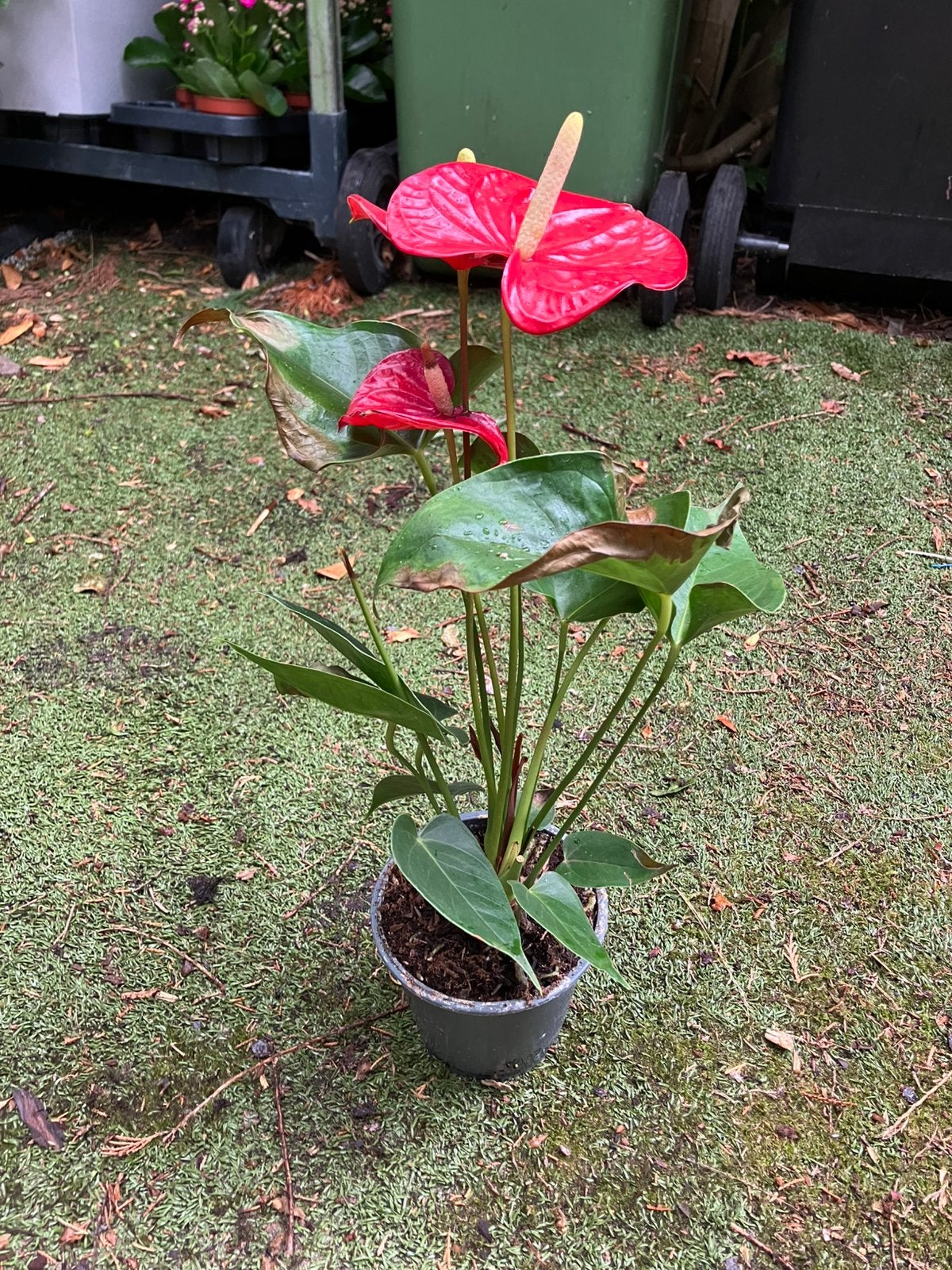 Anthurium., Overige soorten, In pot, Minder dan 100 cm, Bloeiende kamerplant