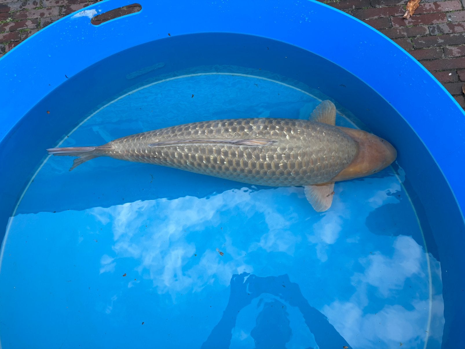 Female Hirasawa ginrin soragoi 91cm, Karper of Koi