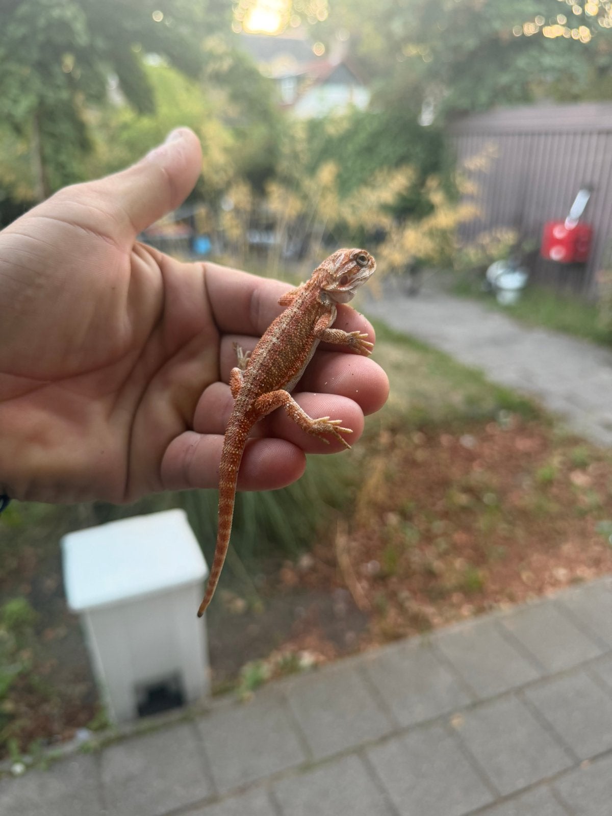 Baardagaam jonkies, Wandelende tak
