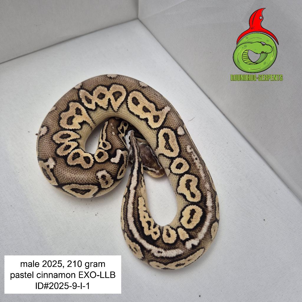 regius EXO-LLB pewter Ball Python - male for sale from Roundhog serpents