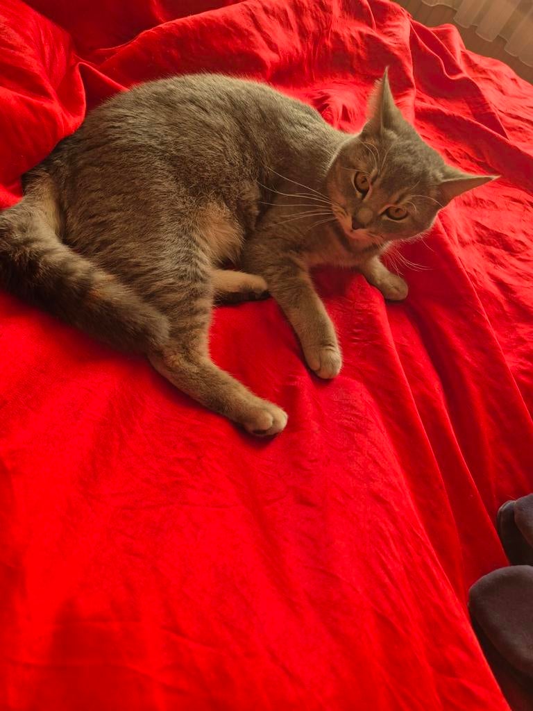 Halve britse korthaar, Poes
