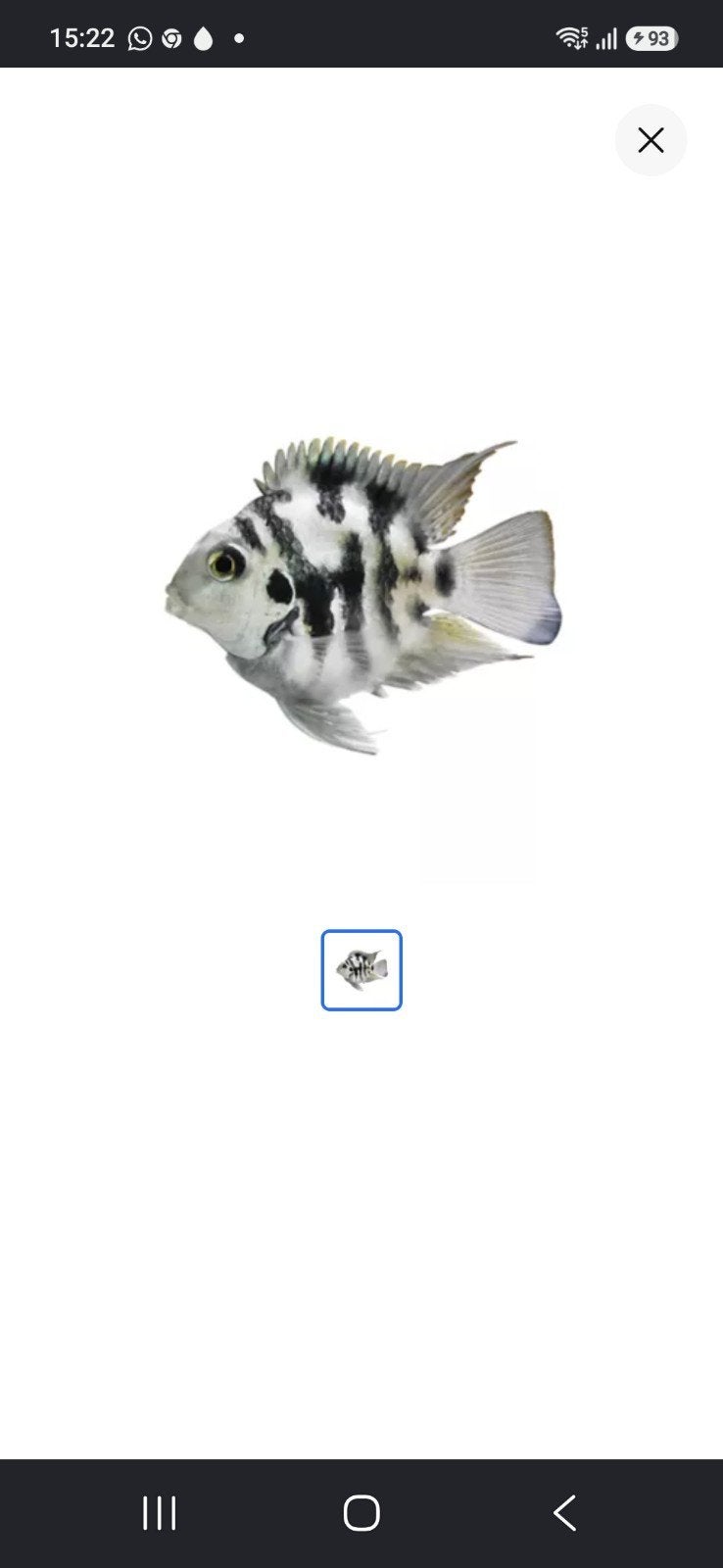 polar bleu, Ophalen, Overige materialen, Overige merken