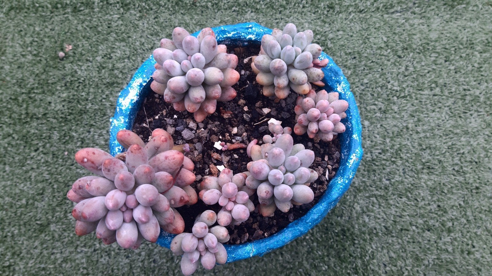 Pachyphytum Machucae(baby fingers)vetplant,succulent, Ophalen of Verzenden
