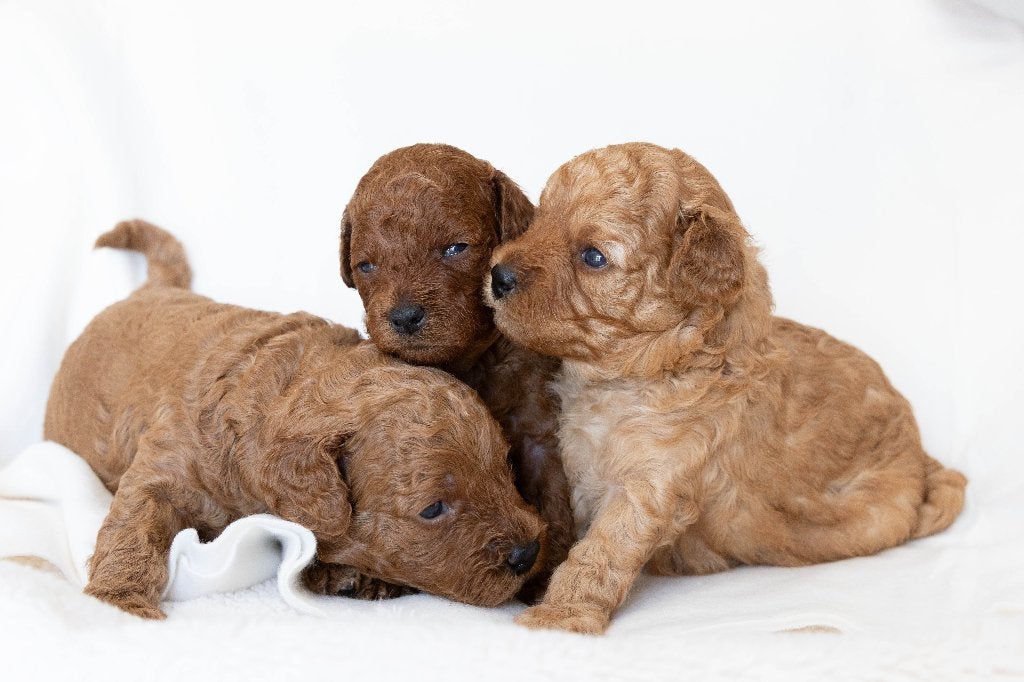 Prachtige toy-/dwergpoedel pups rood/abrikoos, Poedel, Parvo, 8 tot 15 weken, Meerdere