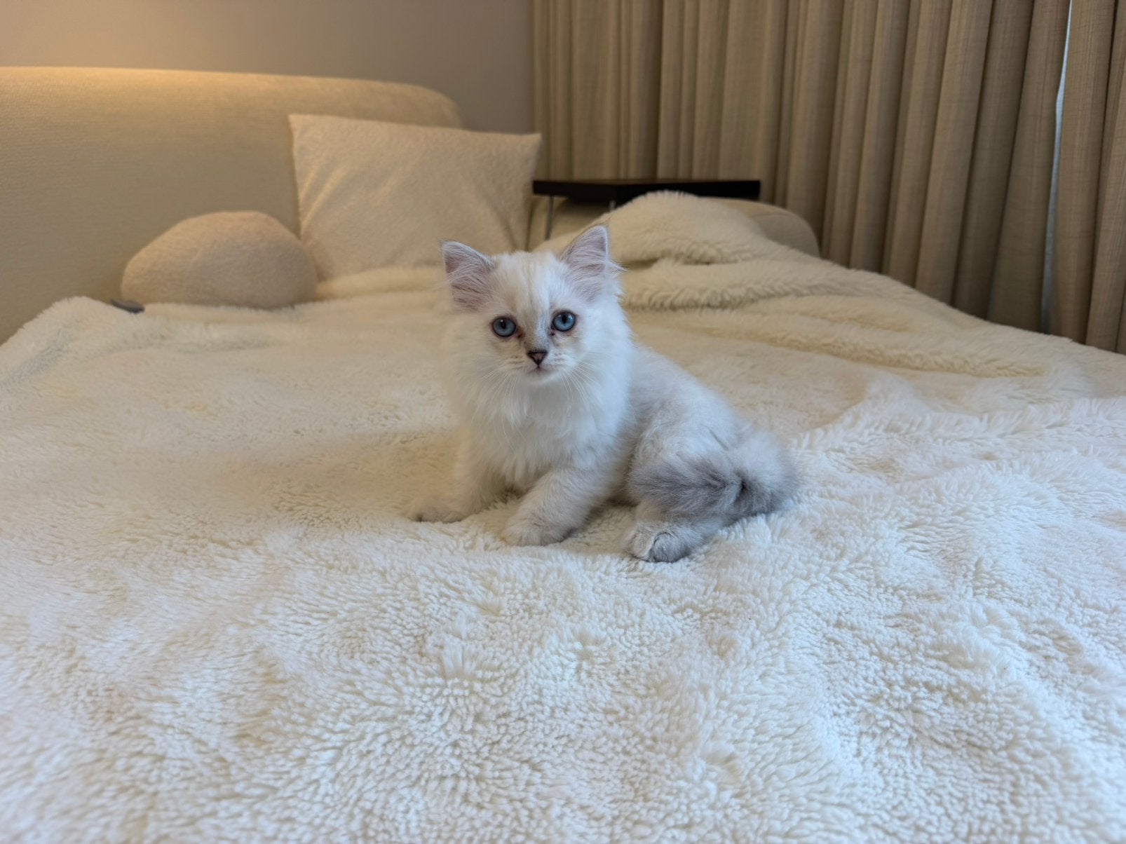 Unieke Britse Langhaar/Ragdoll kittenSpeels,aanhankelijk, Overige rassen, Teef, Eén hond, Nederland