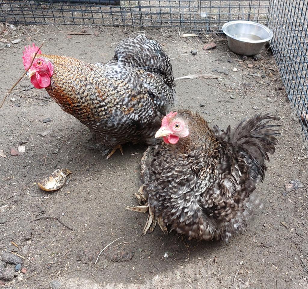 Cochin kriel koppel patrijskoekoek glad x krulveer, Dieren en Toebehoren, Pluimvee, Meerdere dieren, Kip