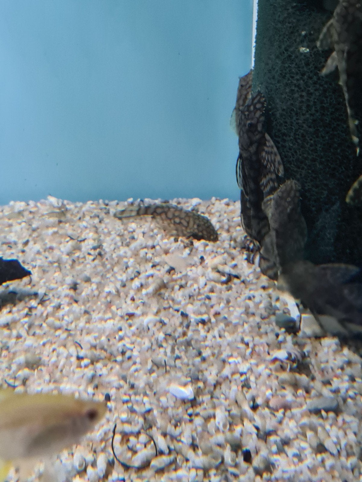 L519 algeneter, Pleco, Ancistrus Sp. L519,, Vis, Zoetwatervis