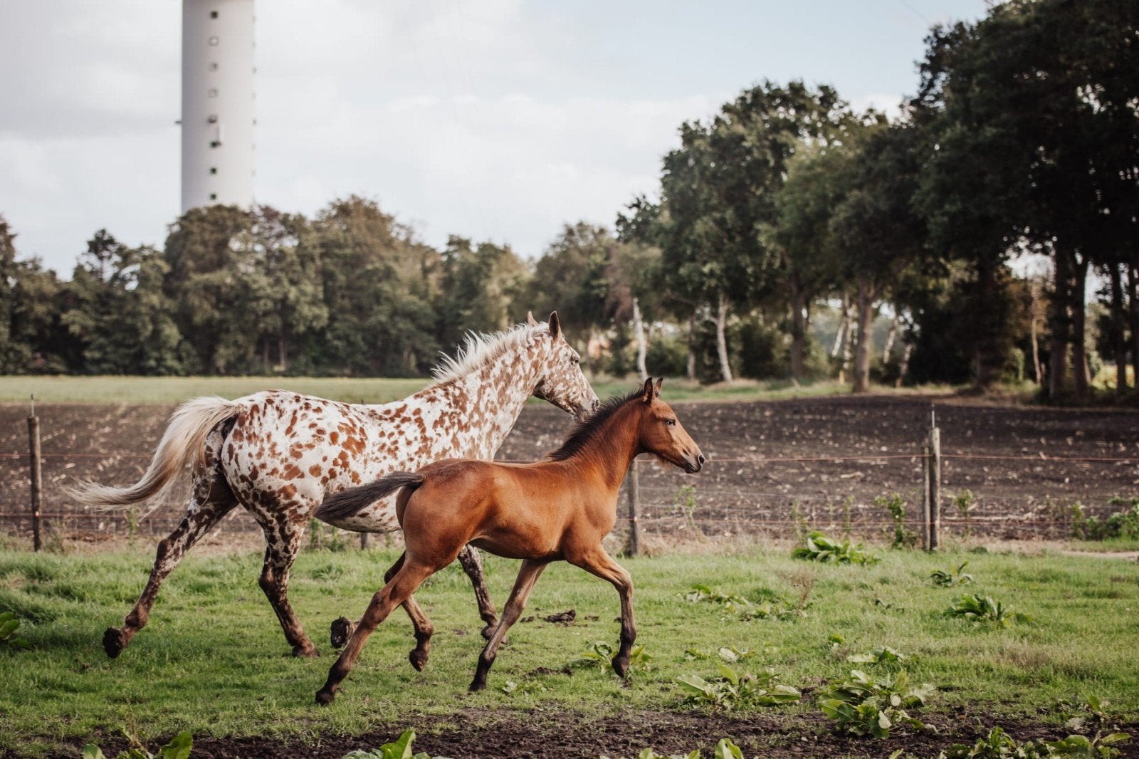 merrieveulen appaloosa x fries, Dieren en Toebehoren, Merrie, Dressuurpaard, 170 tot 175 cm, Gechipt
