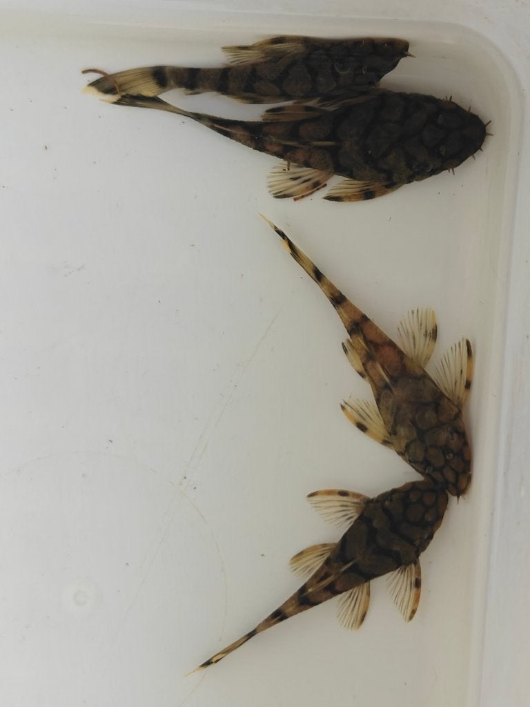 Nakweek L519 (Ancistrus sp. kiefner), Dieren en Toebehoren, Vis, Zoetwatervis