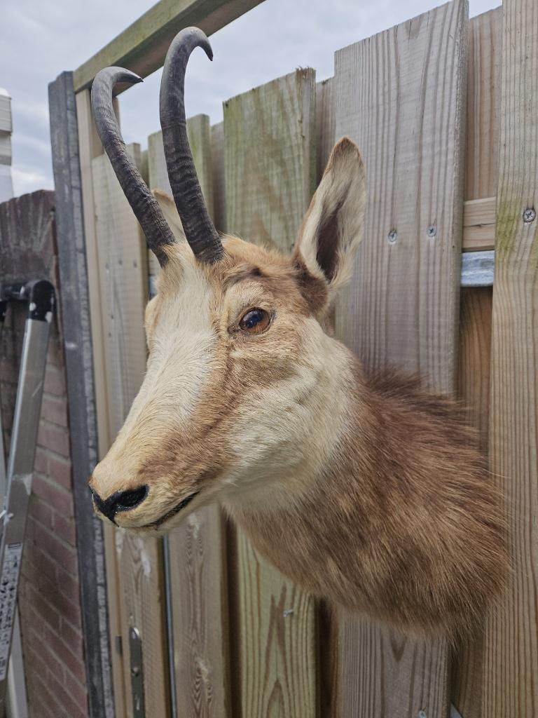 Prachtige opgezette gemsbok kop van top kwaliteit, Verzamelen, Dierenverzamelingen, Ophalen of Verzenden, Zo goed als nieuw, Wild dier