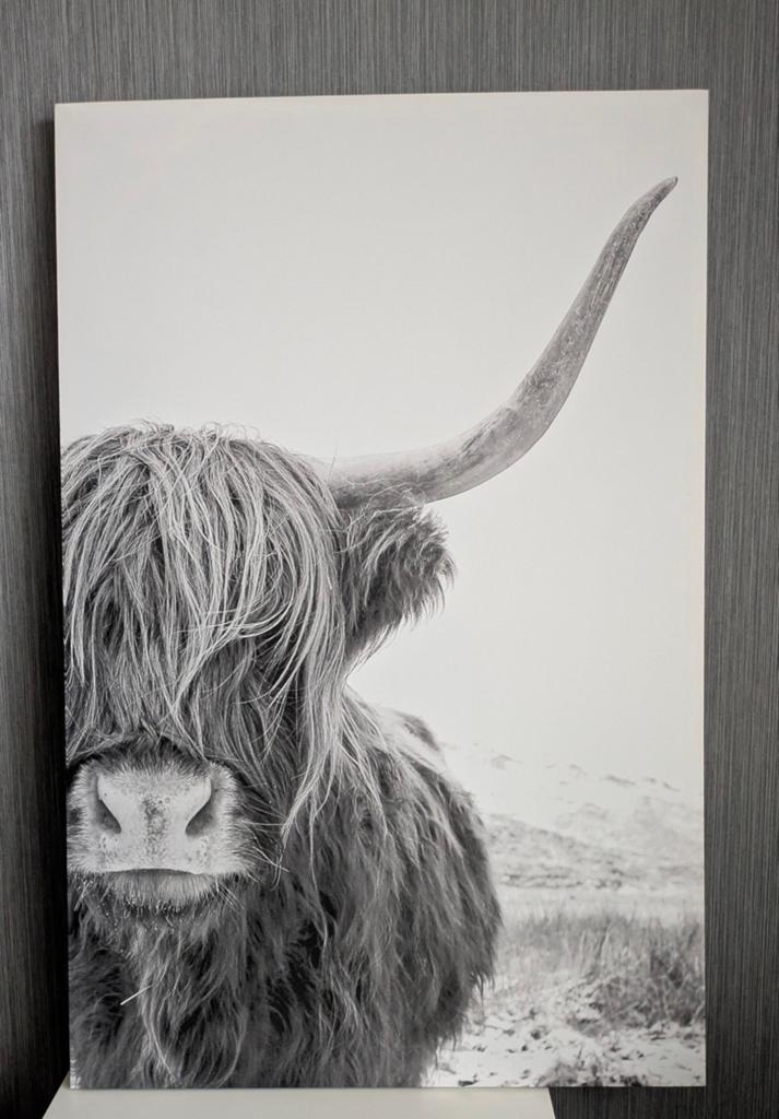 Canvas met Schotse Hooglander, Ophalen, Schilderij