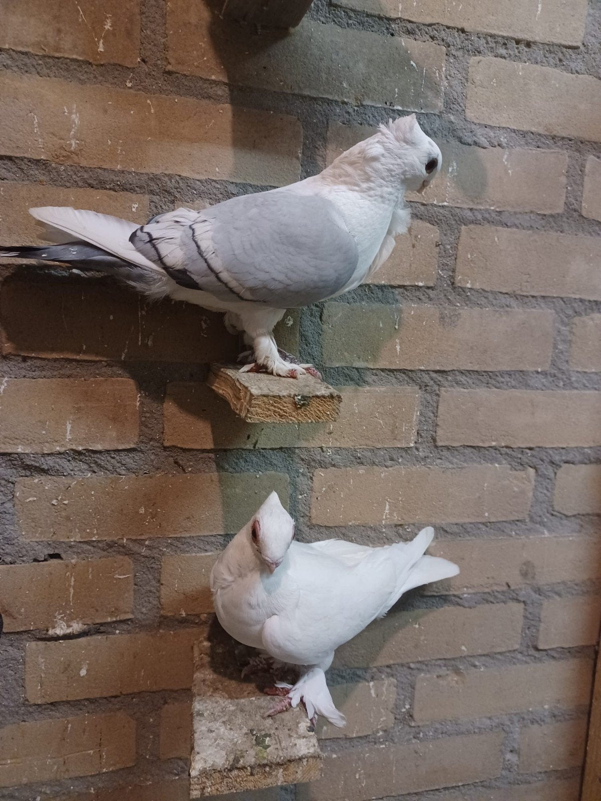 duiven oosterse meeuwen te koop, Dieren en Toebehoren, Vogels | Duiven, Meerdere dieren, Overige soorten