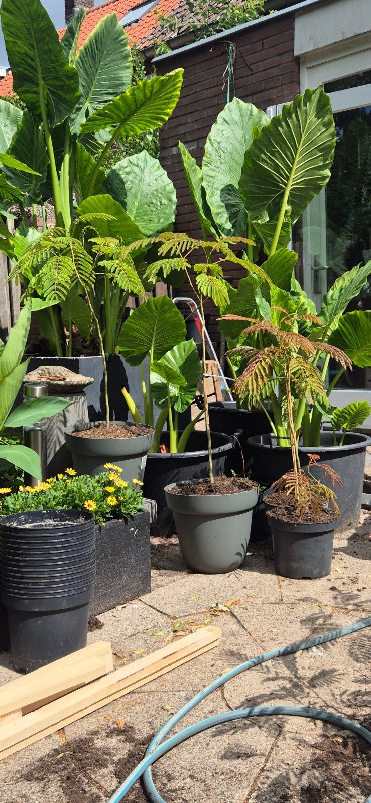 Albizia julibrissin boubri Ombrella perzische slaapboom, Ophalen, Overige soorten, Volle zon