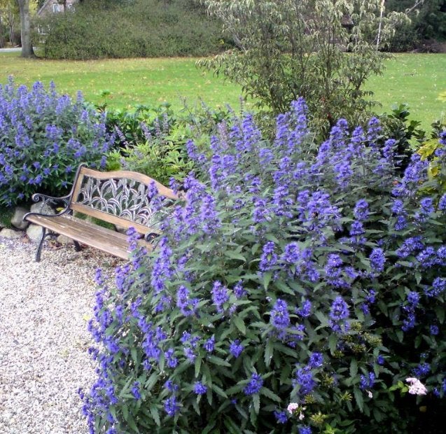 Caryopteris c. Heavenly Blue - Bijen/Vlinders - Chemievrij, Overige soorten, Volle zon, Vaste plant, Ophalen of Verzenden