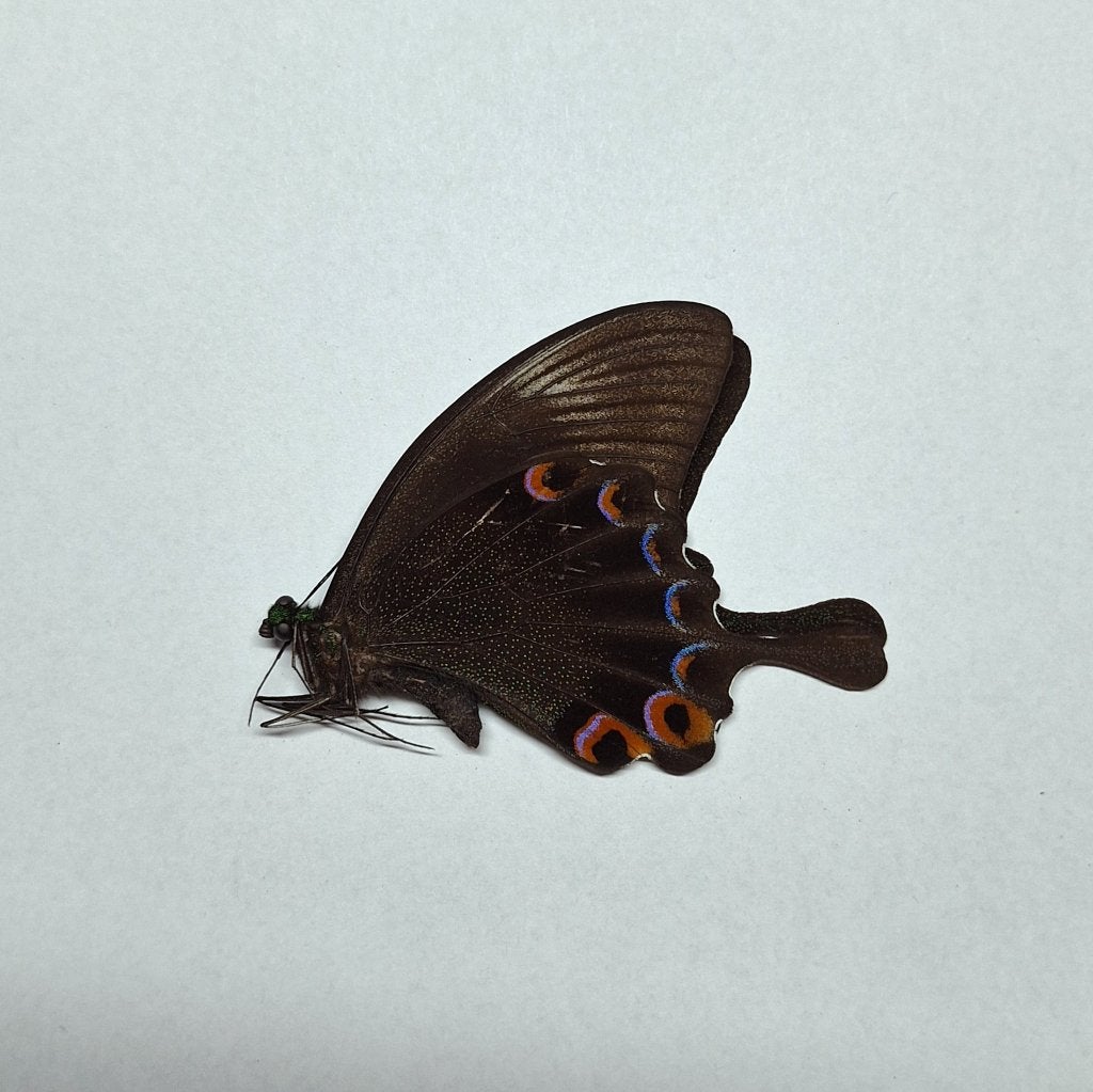 papilio karna onopgezet, Ophalen of Verzenden, Nieuw, Insect, Opgezet dier