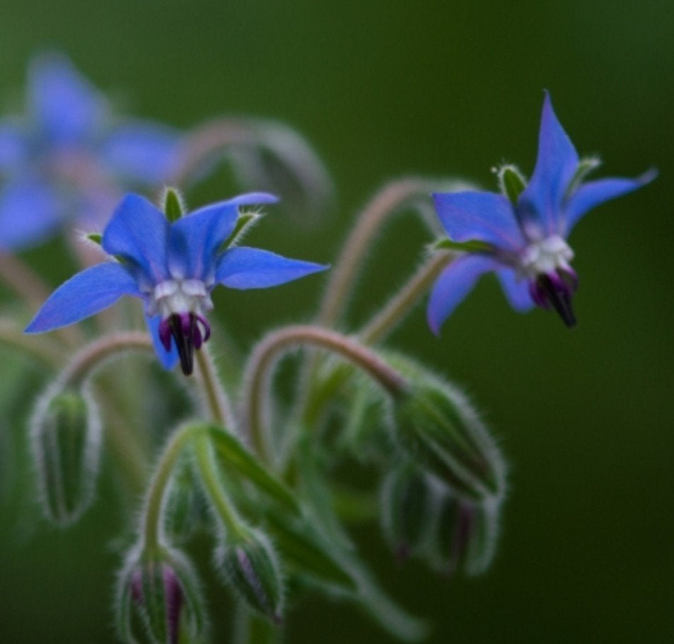Zaden Komkommer Kruid - Borage - Bernagie, Verzenden, Voorjaar, Volle zon, Zaad
