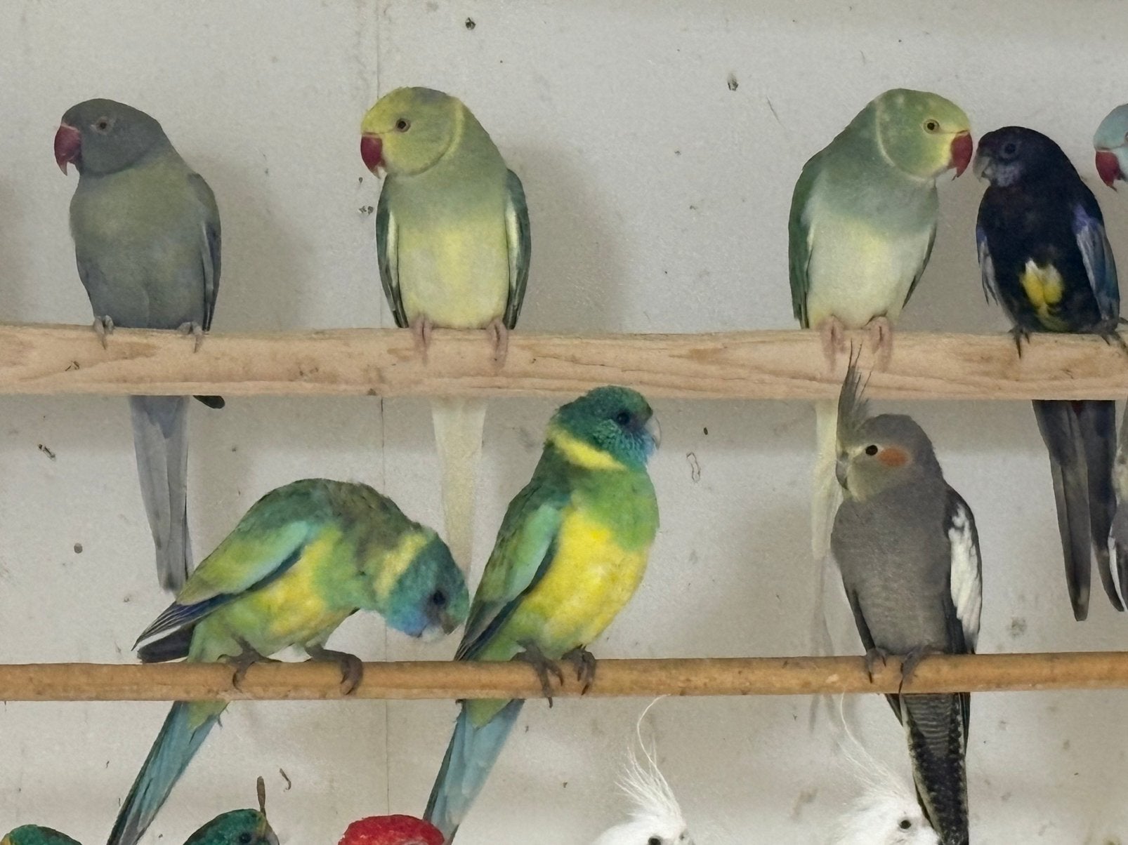 Zaterdagmorgen 5 sept In / verkoop vogels Kampen, Meerdere dieren, Parkiet