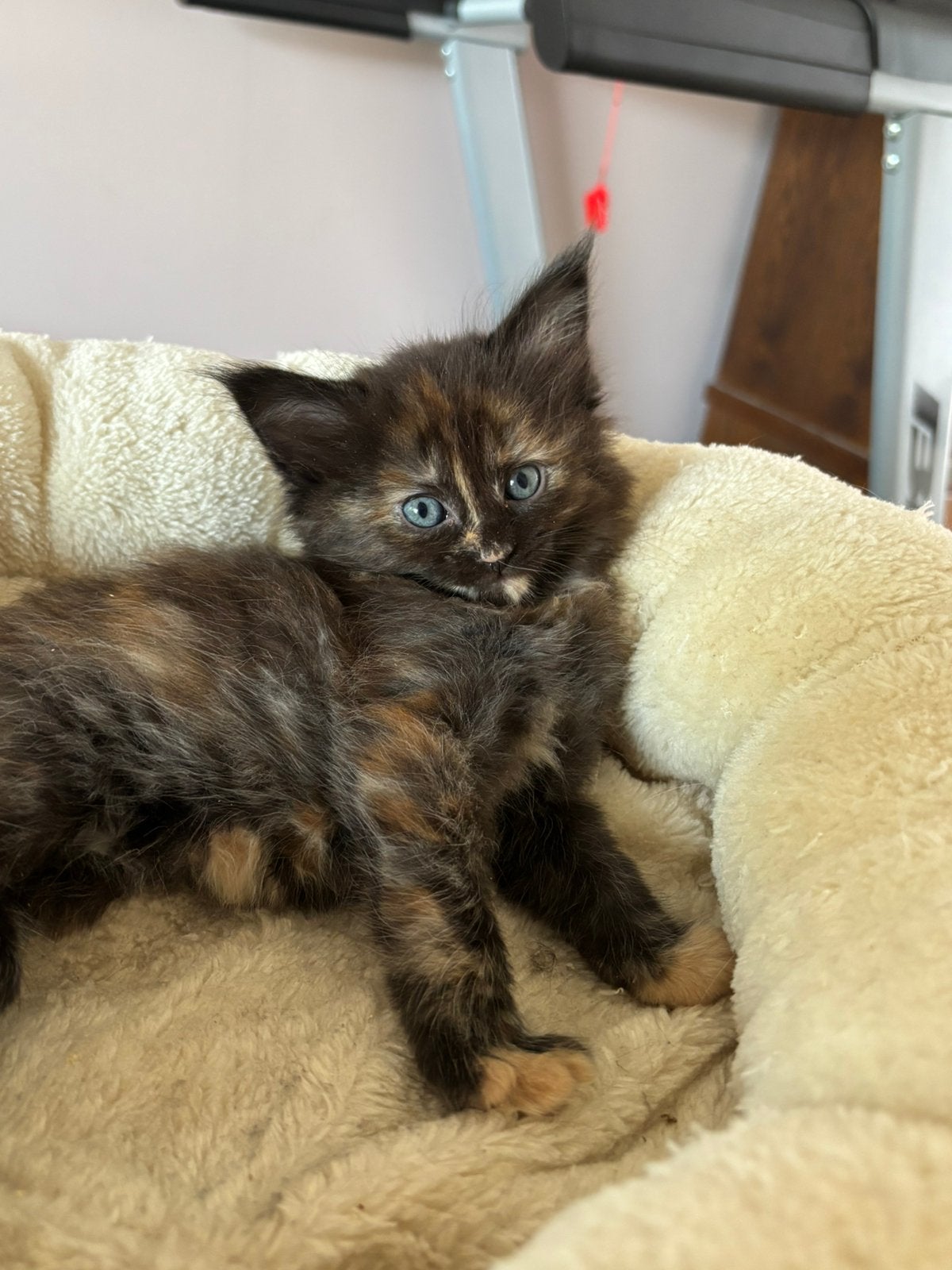 Ragdoll x maine coon kittens, Meerdere dieren, Gechipt, 0 tot 2 jaar