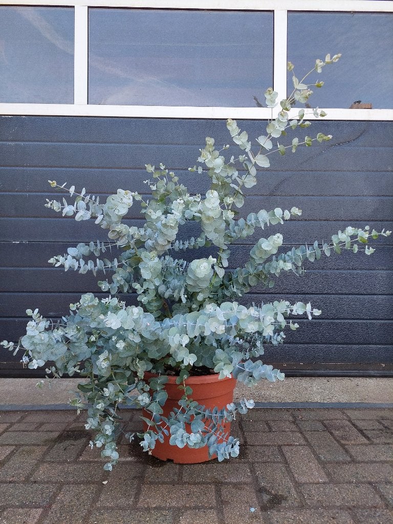 XL Eucalyptus Gunnii 'Azura' - Eucalyptusplant H: 110 cm., Volle zon, Vaste plant, Bloeit niet, Ophalen