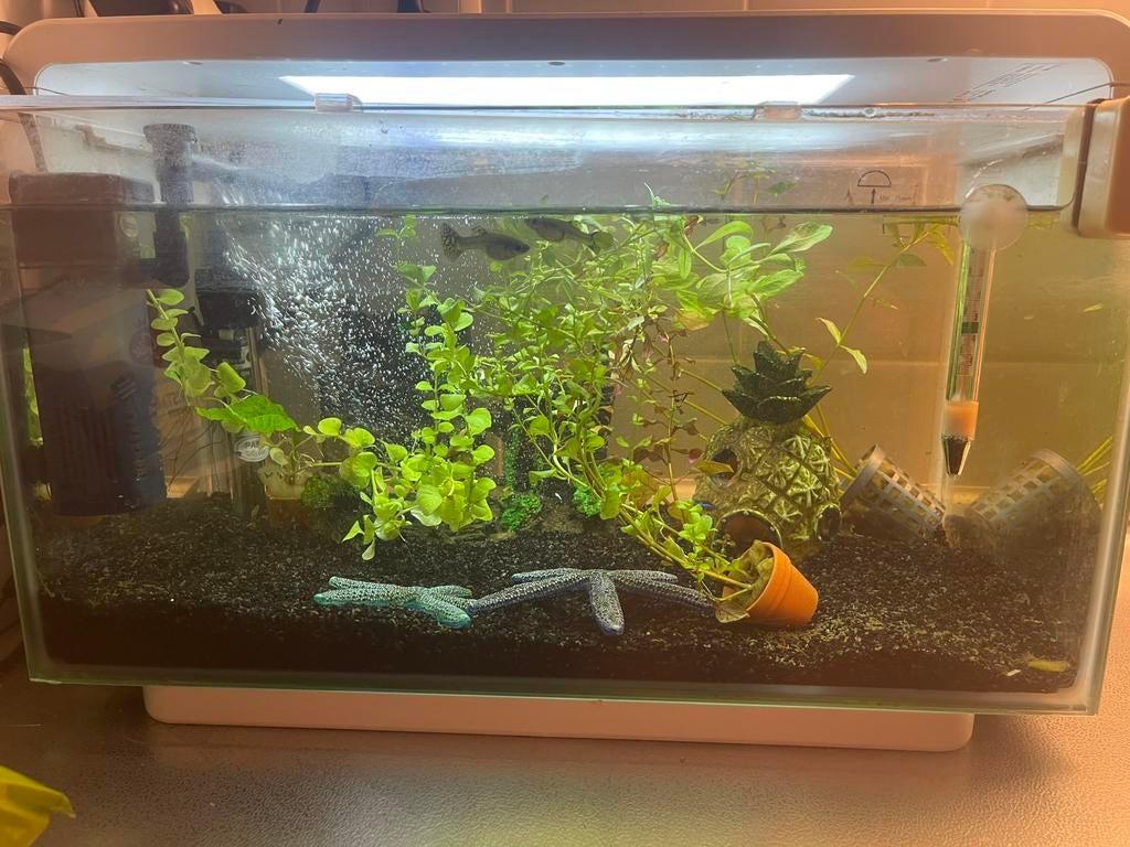 Superfish aquarium + 5 vissen en alle toebehoren, Ophalen, Zo goed als nieuw, Superfish, Inclusief vissen